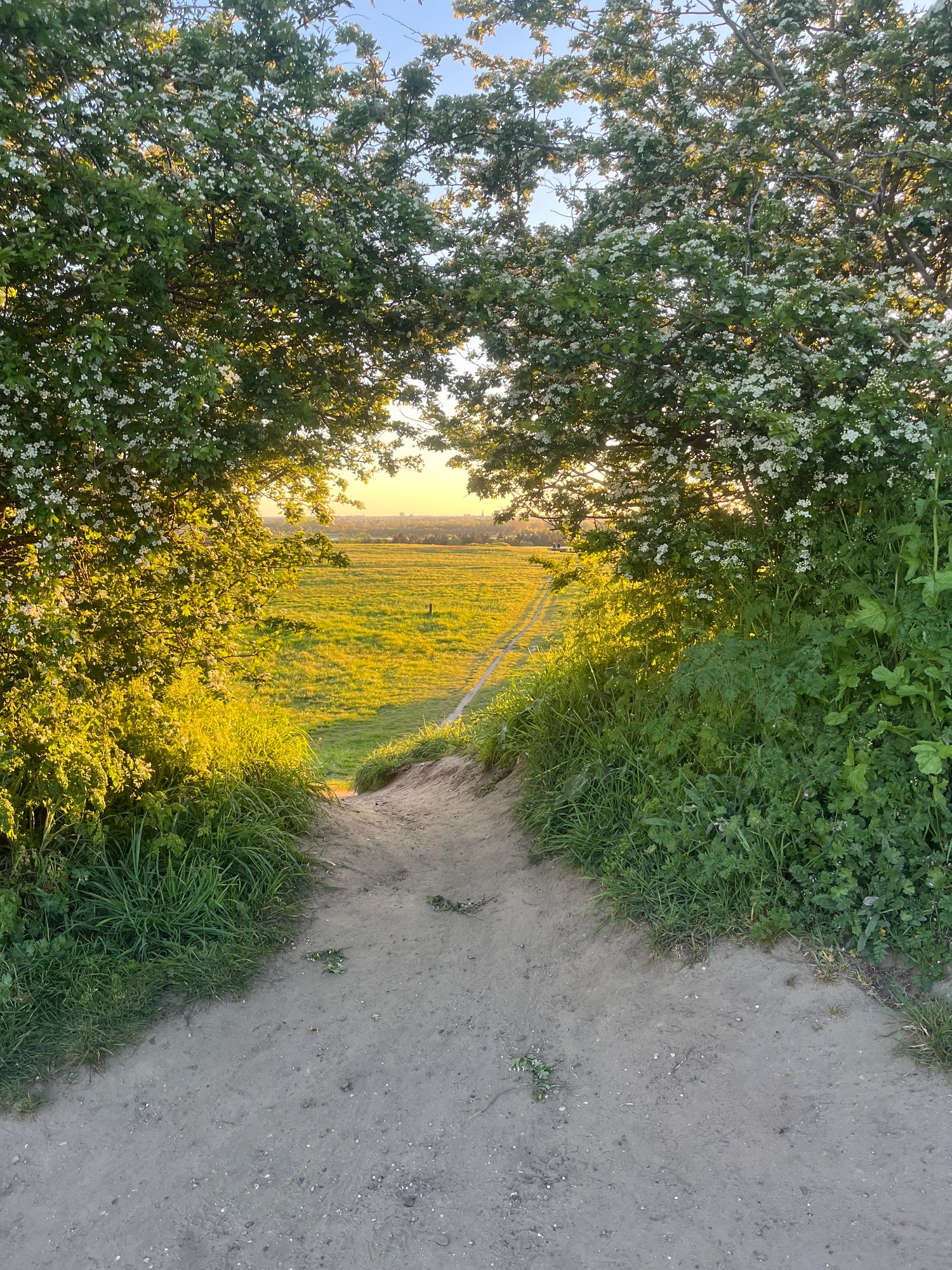 Dak van Brabant